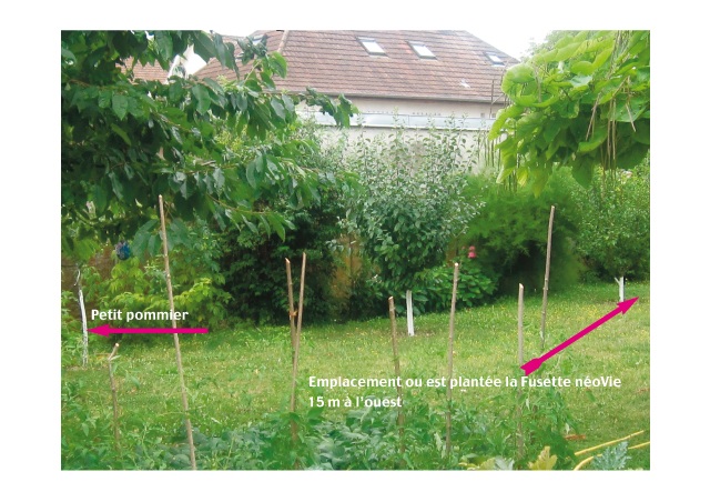 Pommier 2-2.jpg