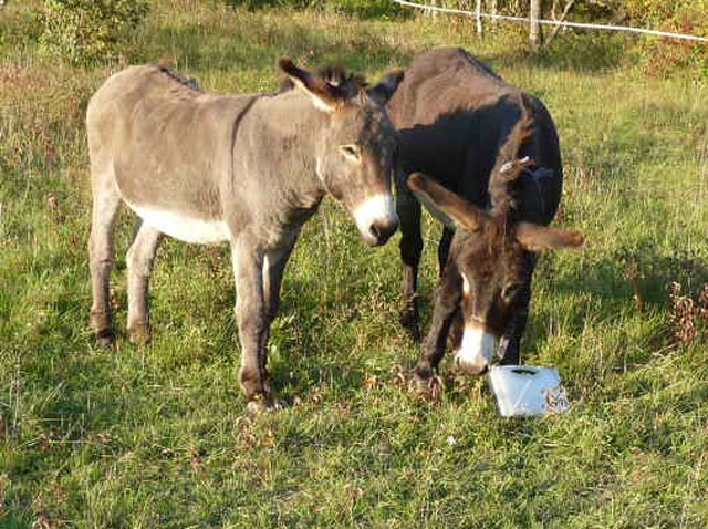 Actions des Palets néoVie sur les animaux