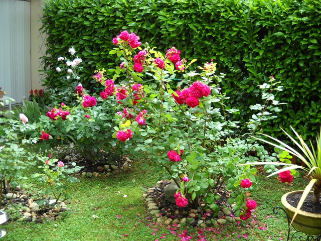 fusettes Néovie en géoplymères dans mon jardin